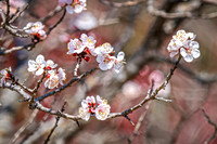 Crabapple Blossoms 1 - April 21, 2025 Lake Cochrane Recreation Area South Dakota