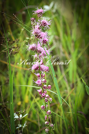 Blazing Star 5 - August 17, 2024 - Casey Jones State Trail Minnesota