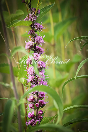 Blazing Star 6 - August 17, 2024 - Casey Jones State Trail Minnesota