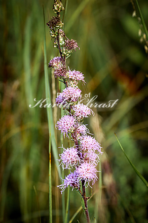 Blazing Star 7 - August 17, 2024 - Casey Jones State Trail Minnesota