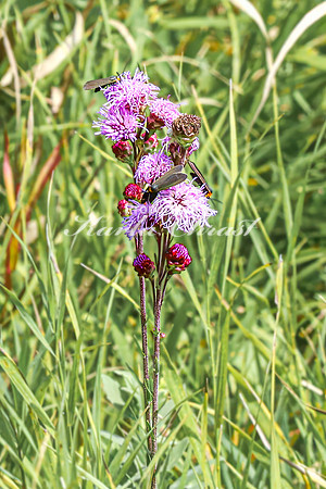 Blazing Star 8 .- August 17, 2024 - Casey Jones State Trail Minnesota