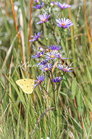 Orange Sulphur 16 - August 17, 2024 - Casey Jones State Trail Minnesota