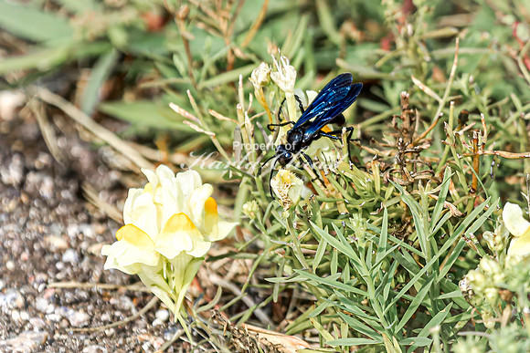 Great Black Wasp 1 - August 17, 2024 - Casey Jones State Trail Minnesota