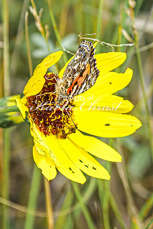 Painted Lady 17 - August 17, 2024 - Casey Jones State Trail Minnesota