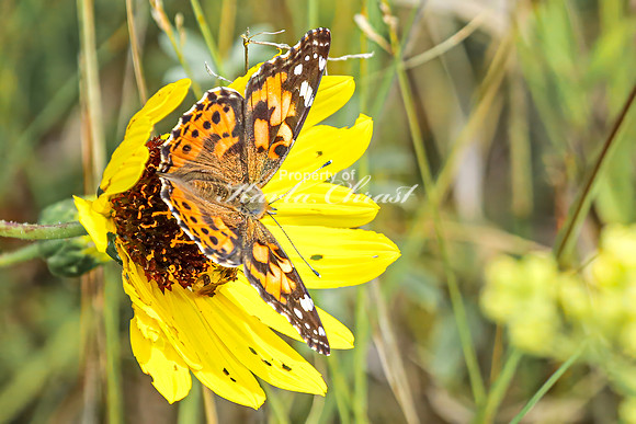 Painted Lady 18 - August 17, 2024 - Casey Jones State Trail Minnesota