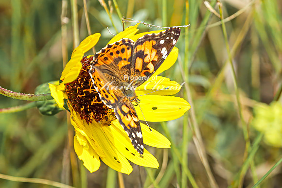 Painted Lady 19 - August 17, 2024 - Casey Jones State Trail Minnesota
