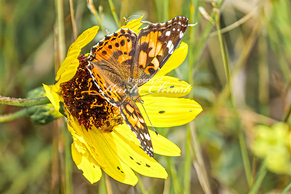 Painted Lady 20 - August 17, 2024 - Casey Jones State Trail Minnesota