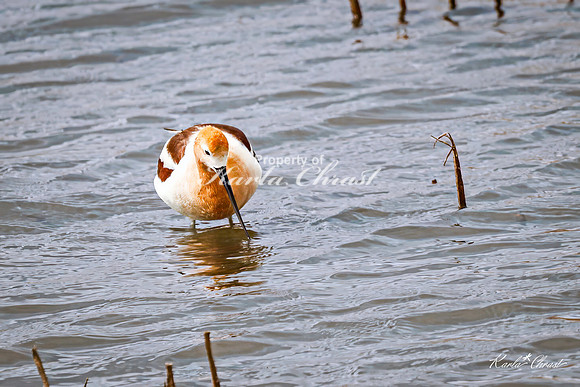 American Avocet 26 - May 02, 2025 - Huron Wetland Management District South Dakota