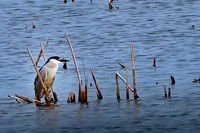 Black-crowned Night-Heron - May 17, 2023 Huron Wetland Management District
