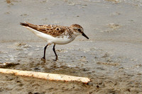 Semipalmated Sandpiper - May 17, 2023 Huron Wetland Management District