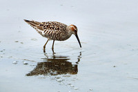 Stilt Sandpiper - May 17, 2023 Huron Wetland Management District