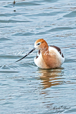 American Avocet 6 - May 02, 2025 - Huron Wetland Management District South Dakota