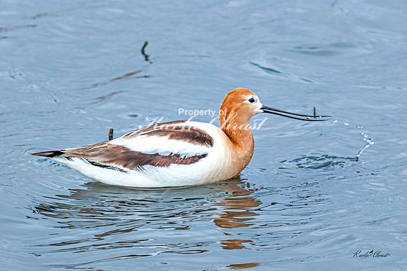 American Avocet 7 - May 02, 2025 - Huron Wetland Management District South Dakota