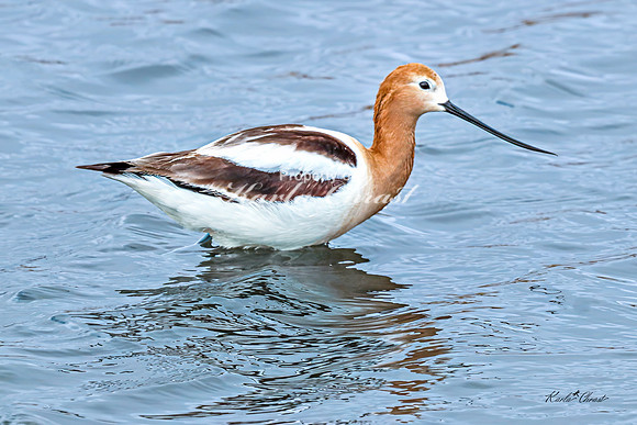 American Avocet 8 - May 02, 2025 - Huron Wetland Management District South Dakota