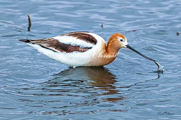 American Avocet 10 - May 02, 2025 - Huron Wetland Management District South Dakota