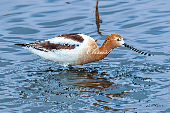 American Avocet 12 - May 02, 2025 - Huron Wetland Management District South Dakota