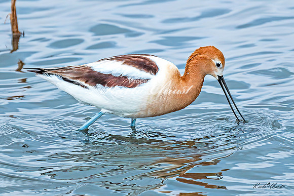 American Avocet 13 - May 02, 2025 - Huron Wetland Management District South Dakota