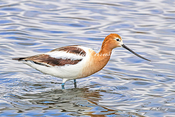 American Avocet 14 - May 02, 2025 - Huron Wetland Management District South Dakota