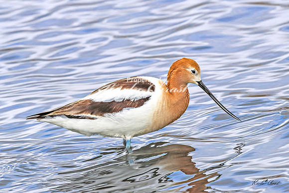 American Avocet 15 - May 02, 2025 - Huron Wetland Management District South Dakota