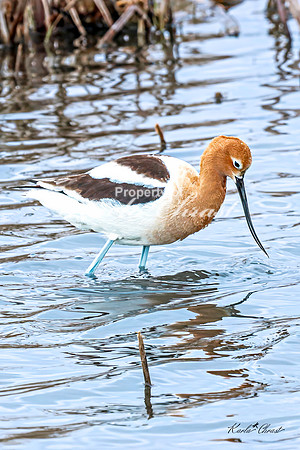American Avocet 18 - May 02, 2025 - Huron Wetland Management District South Dakota