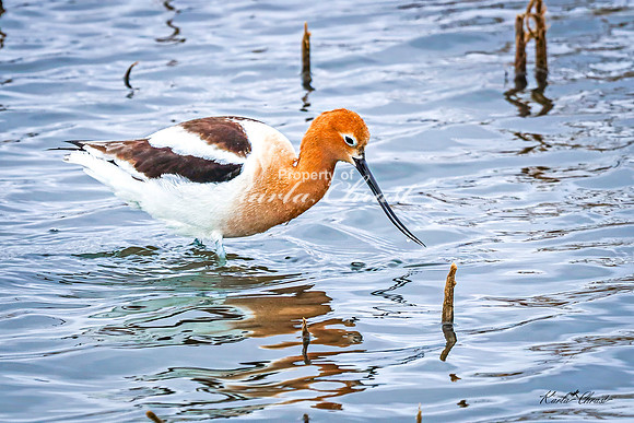 American Avocet 20 - May 02, 2025 - Huron Wetland Management District South Dakota