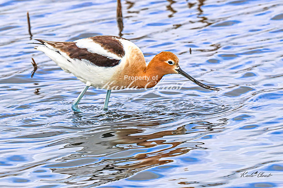 American Avocet 21 - May 02, 2025 - Huron Wetland Management District South Dakota
