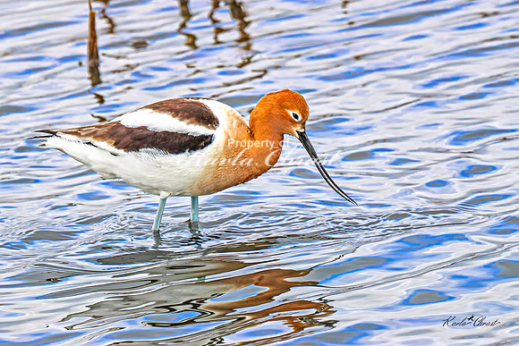 American Avocet 22 - May 02, 2025 - Huron Wetland Management District South Dakota