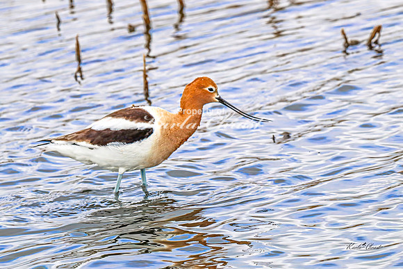 American Avocet 24 - May 02, 2025 - Huron Wetland Management District South Dakota