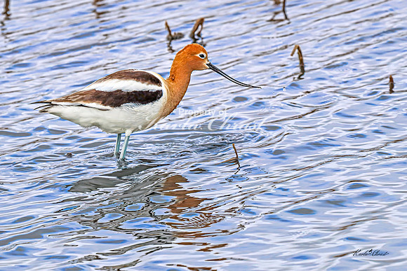 American Avocet 25 - May 02, 2025 - Huron Wetland Management District South Dakota