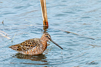 Hudsonian Godwit 6 - May 02, 2025 - Huron Wetland Management District South Dakota