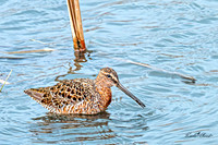 Hudsonian Godwit 7 - May 02, 2025 - Huron Wetland Management District South Dakota