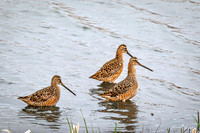 Hudsonian Godwit  8 - May 02, 2025 - Huron Wetland Management District South Dakota