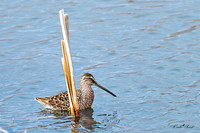 Hudsonian Godwit  9 - May 02, 2025 - Huron Wetland Management District South Dakota