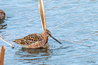 Hudsonian Godwit 10 - May 02, 2025 - Huron Wetland Management District South Dakota