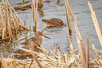 Hudsonian Godwit 11 - May 02, 2025 - Huron Wetland Management District South Dakota