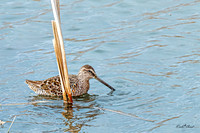 Hudsonian Godwit 13 - May 02, 2025 - Huron Wetland Management District South Dakota