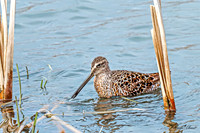 Hudsonian Godwit 14 - May 02, 2025 - Huron Wetland Management District South Dakota