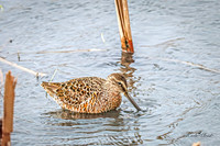 Hudsonian Godwit 15 - May 02, 2025 - Huron Wetland Management District South Dakota