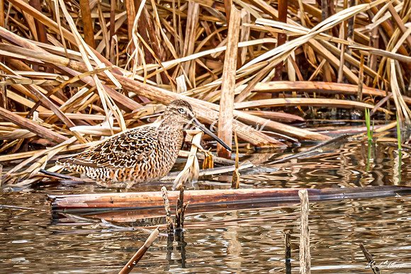 Hudsonian Godwit 3 - May 02, 2025 - Huron Wetland Management District South Dakota