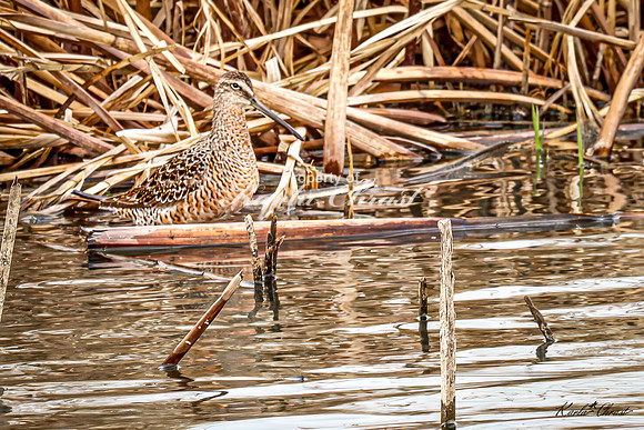 Hudsonian Godwit 4 - May 02, 2025 - Huron Wetland Management District South Dakota