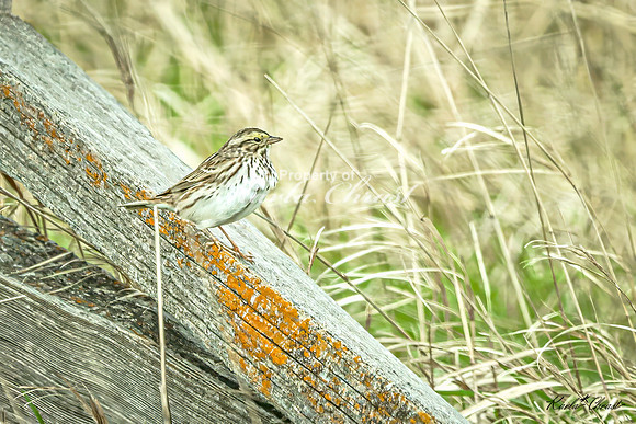 Savannah Sparrow 6 - May 02, 2025 - Huron Wetland Management District South Dakota