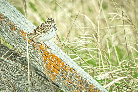 Savannah Sparrow 7 - May 02, 2025 - Huron Wetland Management District South Dakota