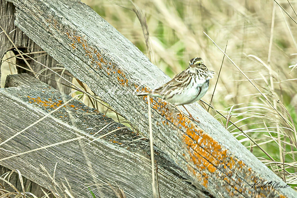 Savannah Sparrow 8 - May 02, 2025 - Huron Wetland Management District South Dakota
