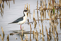 Black-necked Stilt 16 - May 02, 2025 - Huron Wetland Management District South Dakota