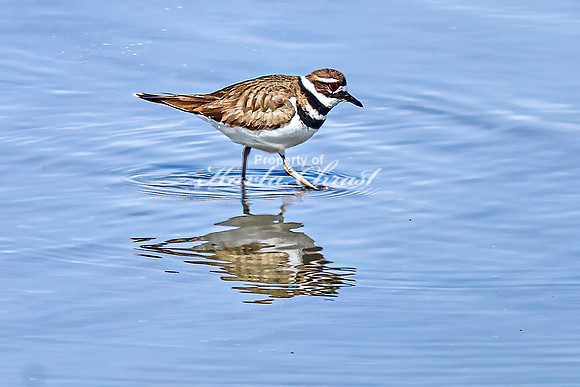 Killdeer 15 - April 08, 2025 - Oakwood Lakes State Park South Dakota