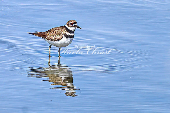 Killdeer 14 - April 08, 2025 - Oakwood Lakes State Park South Dakota