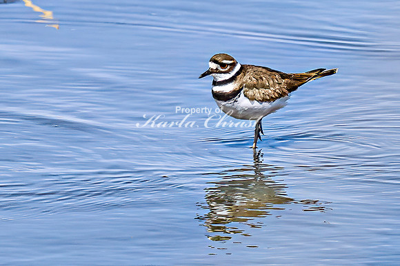 Killdeer 16 - April 08, 2025 - Oakwood Lakes State Park South Dakota