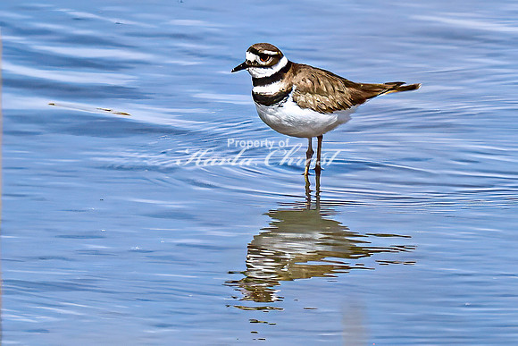 Killdeer 17 - April 08, 2025 - Oakwood Lakes State Park South Dakota