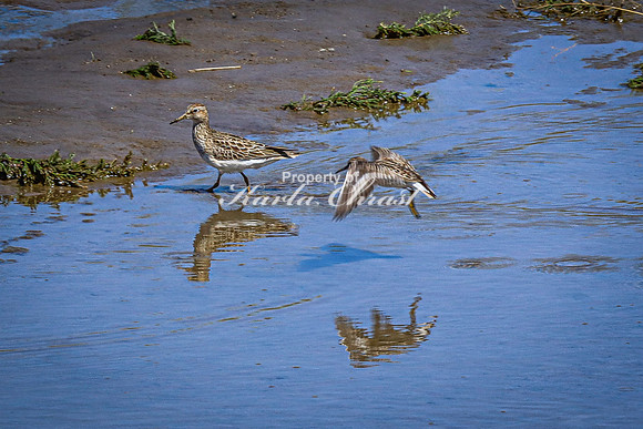 Greater Yellowlegs 58 - April 29, 2025 - Ponca State Park Nebraska