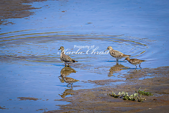 Greater Yellowlegs 59 - April 29, 2025 - Ponca State Park Nebraska